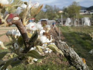 bee on flower