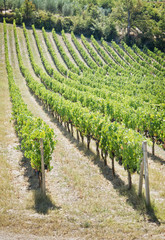 Fototapeta na wymiar Landscape of vineyard in Tuscany Italy