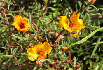 Yellow flowers and bees in autumn time