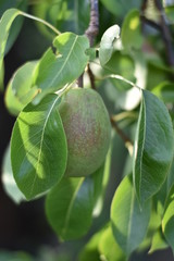 Birne - Birnenbaum (Pyrus) - Säulenobst