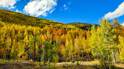 Aspen Multi-Color