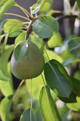 Birne - Birnenbaum (Pyrus) - Säulenobst