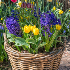 Wicker basket with yellow tulips and blue hyacinths.