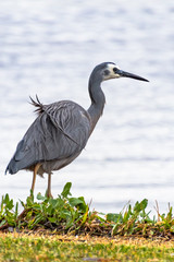 White Faced-Heron at the waters edge