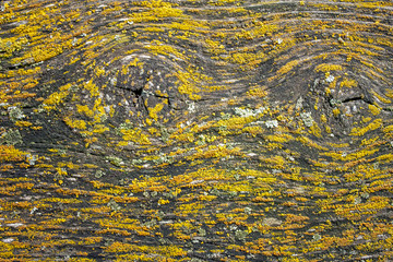 The relief of the old board. Yellow mold along the fibers of an old tree. Two swirl on the old board. Yellow mold along the fibers of an old wood plank.
