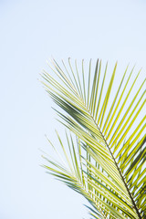 palm branches with sky
