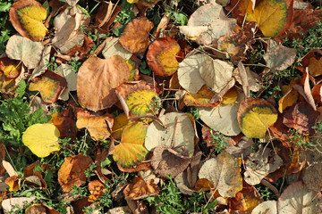 Fallen leaves under the tree in autumn time