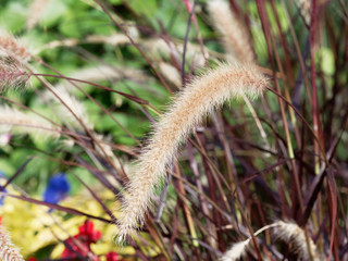 Gros plan sur épis pourpre d'herbe aux écouvillons ou pennisetum pourpre (Pennisetum setaceum 'Rubrum') 