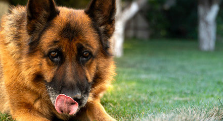 German shepherd man’s faithful friend