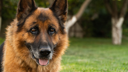 German shepherd man’s faithful friend