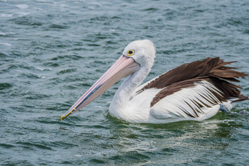 Fototapeta na wymiar Pelican in the Bay