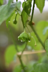 Unreife Glockenchili (Capsicum baccatum)