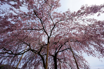 法金剛院の枝垂れ桜