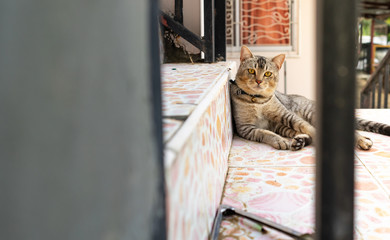 A cat lying on the stairs