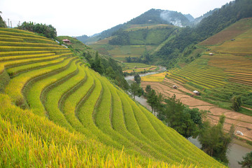 Green, brown, yellow and golden rice terrace fields in Mu Cang Chai, Northwest of Vietnam	