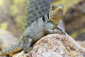 Collared Iguanid lizard ( Oplurus cuvieri ) or Madagascar Spiny Tailed Iguana.