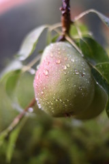 Birne - Birnenbaum (Pyrus) - Säulenobst