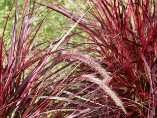 Pennisetum setaceum 'Rubrum' | Epillets arqués et plumeux rose pourpré d'herbes aux écouvillons arqués dans le vent comme des fontaines de graminées or