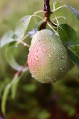 Birne - Birnenbaum (Pyrus) - Säulenobst