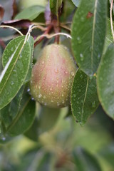 Birne - Birnenbaum (Pyrus) - Säulenobst
