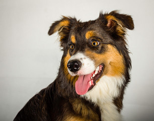 Border Collie Puppy