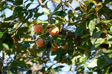 カキノキ・柿の実・オレンジ色