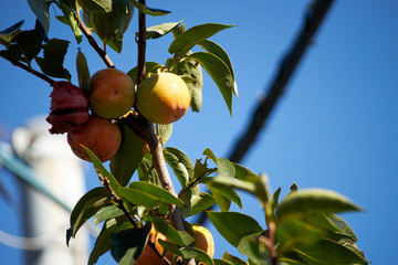 柿の木・実り・秋