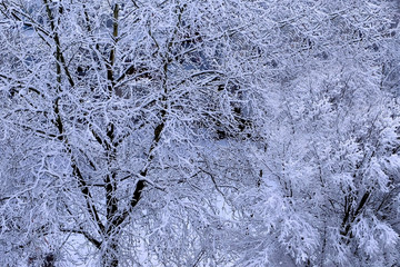 Trees covered with white fluffy snow, beautiful closeup view. Winter fairy landscape.