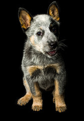 Puppy