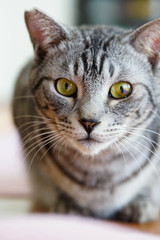 シルバータビーキャット