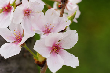 散り始めの染井吉野