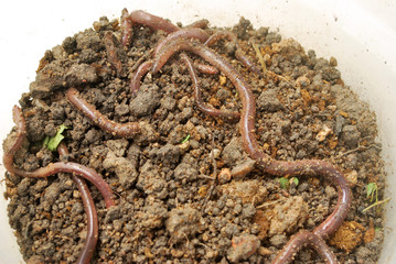 Earthworm fertilizer for agriculture to nourish the soil.