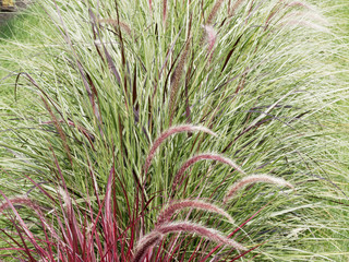 Graminée décorative du pennisetum setaceum 'rubrum' aux longues feuilles rubanées blanc, vert...