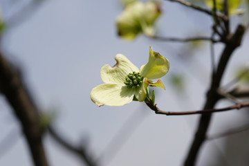 ハナミズキの花
