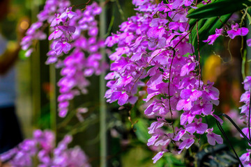 Thailand, Orchid, Flower, Purple, Nature