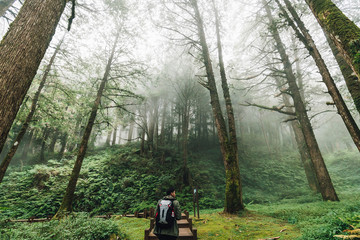 Obraz premium Tourist walking in Japanese Cedar and Cypress trees in the forest in Alishan National Forest Recreation Area in Chiayi County, Alishan Township, Taiwan.