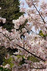 満開の染井吉野