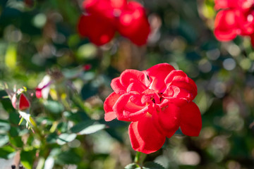 陽だまりの小薔薇