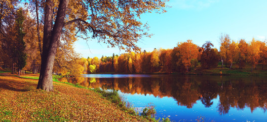 Obraz premium Sunny autumn landscape with pond in park and trees with golden autumnal foliage