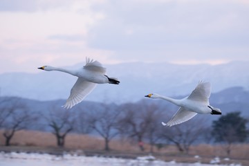 Fototapeta premium 羽ばたく白鳥