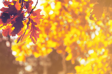 Naklejka na ściany i meble Abstract sunny autumn background of golden autumn oak leaves