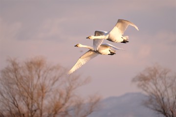 羽ばたく白鳥