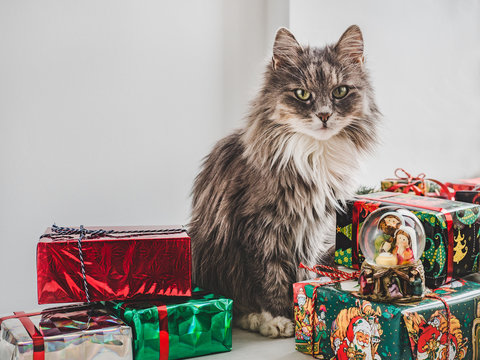 Cute, charming kitten and multi-colored, bright gift boxes. Merry Christmas and Happy New Year