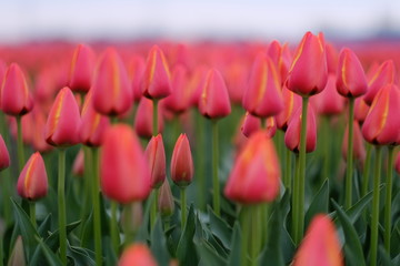 赤いチューリップ ワールドフェバリット