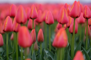 赤いチューリップ ワールドフェバリット