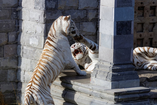Deux tigres blancs en train de jouer