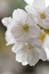 Obraz premium 雨宝院の桜