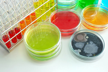 microorganism in petridish