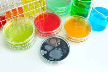 microorganism in petridish