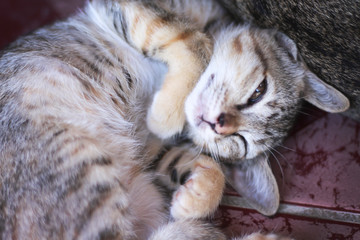 Fototapeta na wymiar Single sleepy baby cat lying on the floor , animal on background